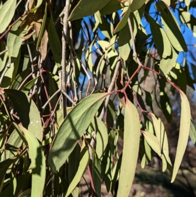 Muellerina eucalyptoides (Creeping Mistletoe) at Wodonga - 3 Jul 2024 by Darcy
