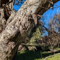 Muellerina eucalyptoides at Wodonga - 3 Jul 2024