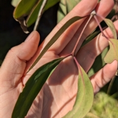 Muellerina eucalyptoides at Wodonga - 3 Jul 2024