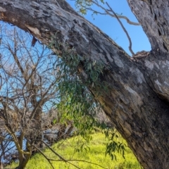 Muellerina eucalyptoides at Wodonga - 3 Jul 2024