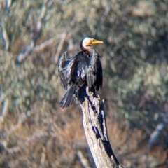 Microcarbo melanoleucos (Little Pied Cormorant) at Wodonga - 3 Jul 2024 by Darcy