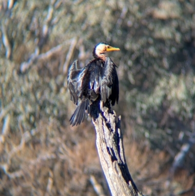 Microcarbo melanoleucos (Little Pied Cormorant) at Bonegilla, VIC - 3 Jul 2024 by Darcy