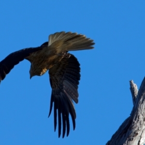 Haliastur sphenurus at Winton North, VIC - 23 Jun 2024