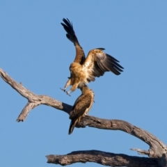 Haliastur sphenurus at Winton North, VIC - 23 Jun 2024