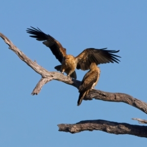 Haliastur sphenurus at Winton North, VIC - 23 Jun 2024