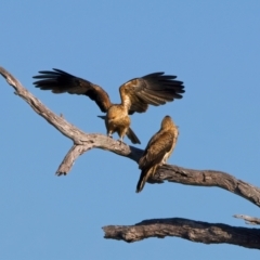 Haliastur sphenurus at Winton North, VIC - 23 Jun 2024