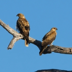 Haliastur sphenurus at Winton North, VIC - 23 Jun 2024