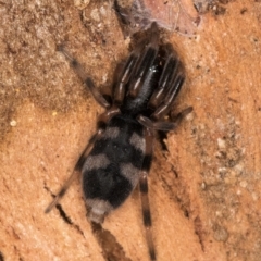 Lampona sp. (genus) (White-tailed spider) at Melba, ACT - 3 Jul 2024 by kasiaaus