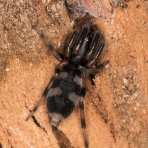 Lampona sp. (genus) at Melba, ACT - 3 Jul 2024