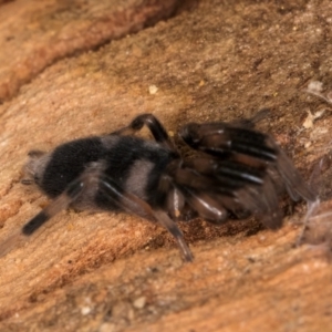 Lampona sp. (genus) at Melba, ACT - 3 Jul 2024