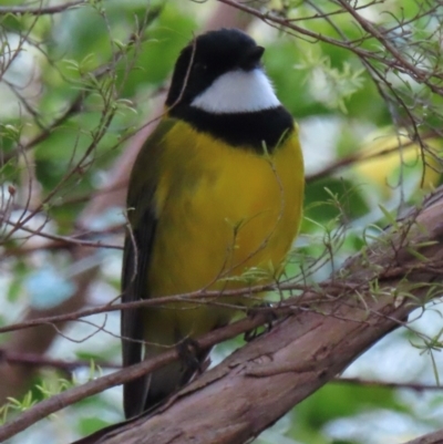 Pachycephala pectoralis (Golden Whistler) at Narrabundah, ACT - 4 Jul 2024 by RobParnell