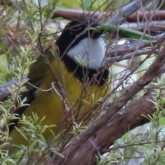 Pachycephala pectoralis at Narrabundah, ACT - 4 Jul 2024