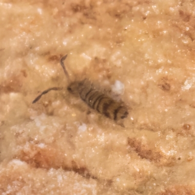 Entomobryomorpha (order) (Entomobryomorph springtail) at Melba, ACT - 3 Jul 2024 by kasiaaus