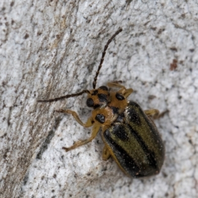 Xanthogaleruca luteola (Elm leaf beetle) at Melba, ACT - 3 Jul 2024 by kasiaaus