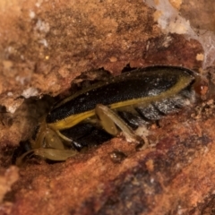 Xanthogaleruca luteola at Melba, ACT - 3 Jul 2024