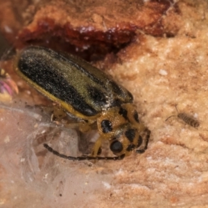 Xanthogaleruca luteola at Melba, ACT - 3 Jul 2024