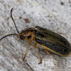 Xanthogaleruca luteola at Melba, ACT - 3 Jul 2024