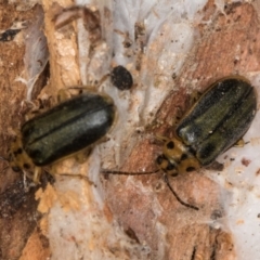 Xanthogaleruca luteola at Melba, ACT - 3 Jul 2024 03:23 PM