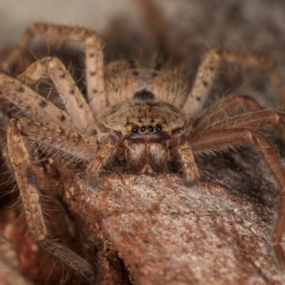 Isopeda canberrana (Canberra Huntsman Spider) at Melba, ACT - 3 Jul 2024 by kasiaaus