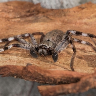 Isopedella pessleri (A huntsman spider) at Melba, ACT - 3 Jul 2024 by kasiaaus