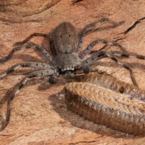 Isopedella pessleri at Melba, ACT - 3 Jul 2024