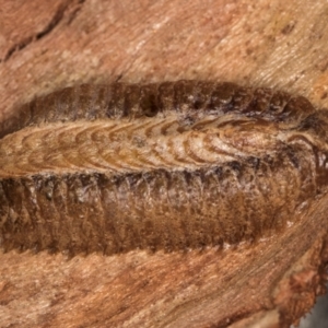 Pseudomantis (genus) at Melba, ACT - 3 Jul 2024