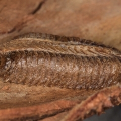 Pseudomantis (genus) at Melba, ACT - 3 Jul 2024