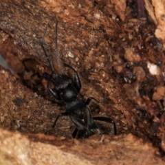 Daerlac nigricans (Ant Mimicking Seedbug) at Melba, ACT - 3 Jul 2024 by kasiaaus