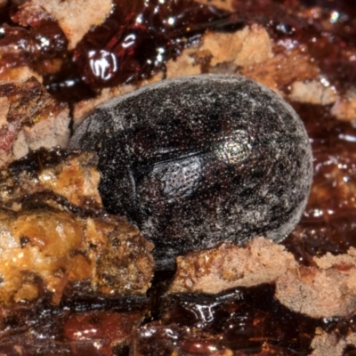 Unidentified Leaf beetle (Chrysomelidae) at Melba, ACT - 3 Jul 2024 by kasiaaus