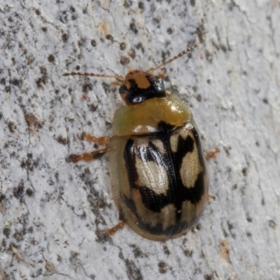 Peltoschema hamadryas (Hamadryas leaf beetle) at Melba, ACT - 3 Jul 2024 by kasiaaus