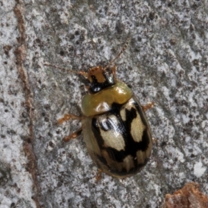 Peltoschema hamadryas at Melba, ACT - 3 Jul 2024 03:39 PM