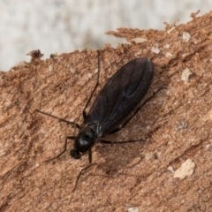 Bibionomorpha (infraorder) (Unidentified Gnat, Gall Midge or March Fly) at Melba, ACT - 3 Jul 2024 by kasiaaus