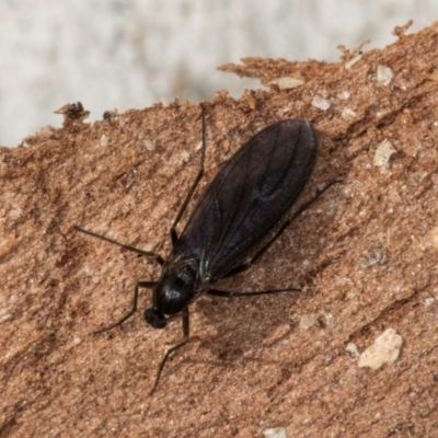 Bibionomorpha (infraorder) (Unidentified Gnat, Gall Midge or March Fly) at Melba, ACT - 3 Jul 2024 by kasiaaus