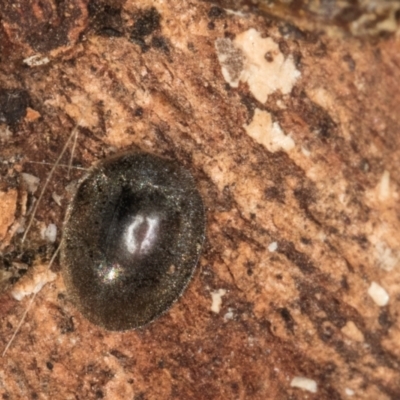 Coccinellidae (family) (Unidentified lady beetle) at Melba, ACT - 3 Jul 2024 by kasiaaus