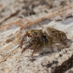 Servaea villosa at Melba, ACT - 3 Jul 2024 by kasiaaus