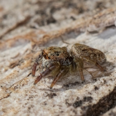 Servaea villosa at Melba, ACT - 3 Jul 2024 by kasiaaus