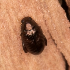 Alticini (tribe) (Unidentified flea beetle) at Melba, ACT - 3 Jul 2024 by kasiaaus