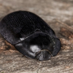 Pterohelaeus striatopunctatus (Darkling beetle) at Melba, ACT - 3 Jul 2024 by kasiaaus