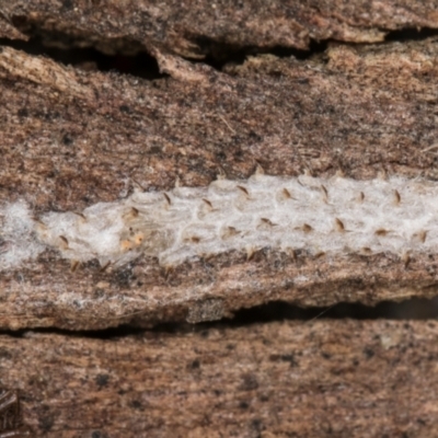 Unverified Insect at Melba, ACT - 3 Jul 2024 by kasiaaus