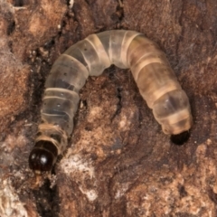 Lepidoptera unclassified IMMATURE (caterpillar or pupa or cocoon) at Melba, ACT - 3 Jul 2024 by kasiaaus