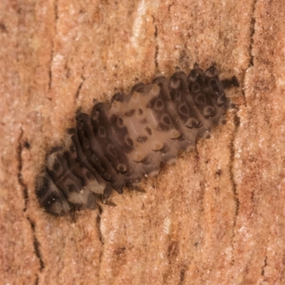 Unverified Beetle (Coleoptera) at Melba, ACT - 3 Jul 2024 by kasiaaus