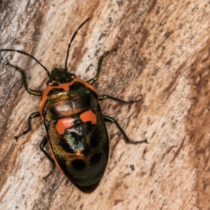 Scutiphora pedicellata at Melba, ACT - 3 Jul 2024