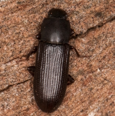 Bassianus colydioides (Darkling beetle) at Melba, ACT - 3 Jul 2024 by kasiaaus