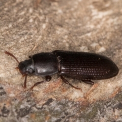 Bassianus colydioides at Melba, ACT - 3 Jul 2024 04:27 PM