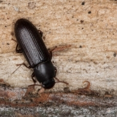 Bassianus colydioides at Melba, ACT - 3 Jul 2024 04:27 PM