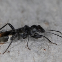 Daerlac nigricans (Ant Mimicking Seedbug) at Melba, ACT - 3 Jul 2024 by kasiaaus