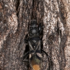 Daerlac nigricans at Melba, ACT - 3 Jul 2024