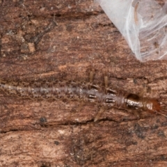 Osmylidae sp. (family) (Osmylid lacewing) at Melba, ACT - 3 Jul 2024 by kasiaaus