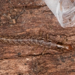 Osmylidae sp. (family) at Melba, ACT - 3 Jul 2024