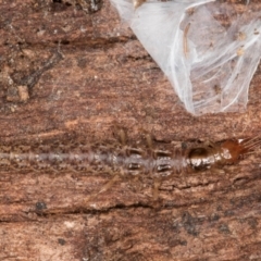 Osmylidae sp. (family) at Melba, ACT - 3 Jul 2024